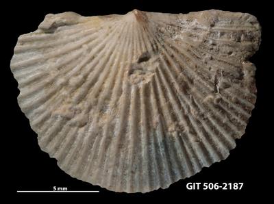 https://files.geocollections.info/large/1f/a1/1fa14724-4300-47aa-a149-14f9f6d6fdfa.jpg