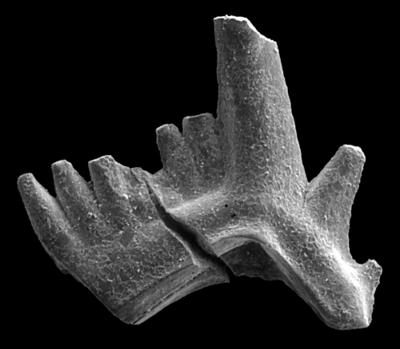 https://files.geocollections.info/large/1f/b6/1fb6b7eb-8a69-4789-9ab3-5656ed90689c.jpg