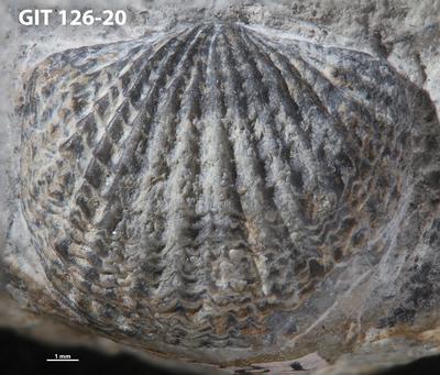 https://files.geocollections.info/large/1f/bc/1fbcf876-80fb-4678-ac52-403fadc08e36.jpg