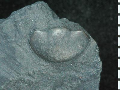 https://files.geocollections.info/large/1f/e0/1fe075f6-120b-4e3a-9bbc-464e9e780da6.jpg