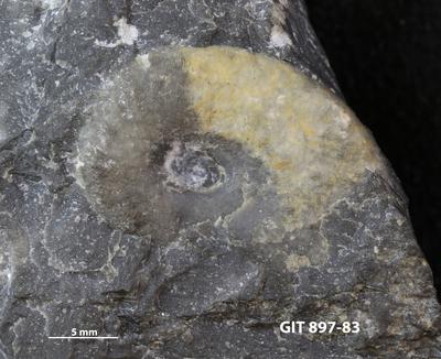 https://files.geocollections.info/large/1f/ea/1feaec62-35b5-41ee-abb1-4b2288b37842.jpg