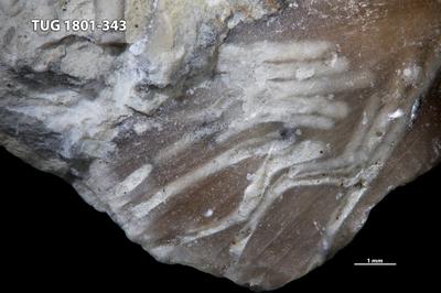 <i></i><br />Rägavere quarry,  m, Rakvere Stage