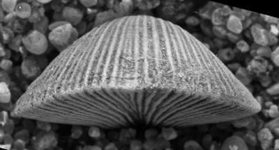 https://files.geocollections.info/large/20/11/20110774-c66b-41a8-93e4-532c1d19cbde.jpg