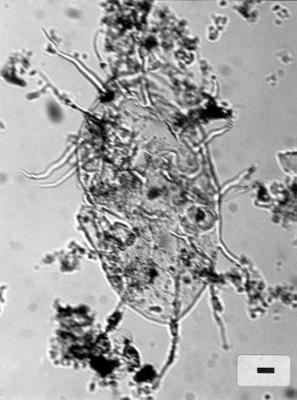 https://files.geocollections.info/large/20/2a/202a31ae-4661-4c1e-b174-b983e0b9860b.jpg