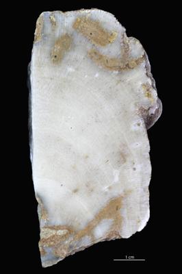 <i></i><br />Vanaküla Quarry,  m, Kukruse Stage