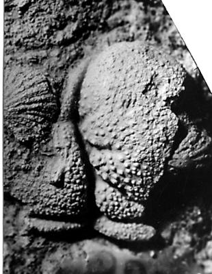 https://files.geocollections.info/large/20/58/20588217-39ad-40b0-974e-9d380afd09e5.jpg
