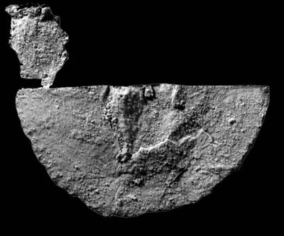 https://files.geocollections.info/large/20/6e/206e0dcd-0510-4bdd-826f-846bdb161852.jpg