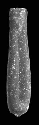 <i><i>Conochitina proboscifera</i></i><br />Ventspils D-3 borehole, 807.00 m, Telychian (423-18)