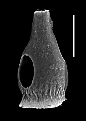 <i><i>Armoricochitina granulifera</i></i><br />Bliudžiai 150 borehole, 1373.54 m, Haljala Stage (726-8)