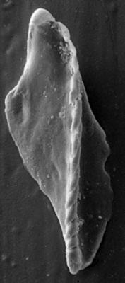 <i>Polychaetaspis latus Kielan-Jaworowska, 1966</i><br />Metsküla F-198 borehole, 41.88 m, Jõhvi Substage