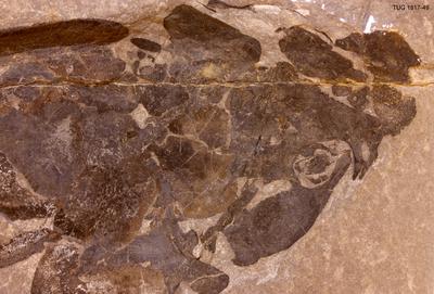 https://files.geocollections.info/large/20/a5/20a53148-4e18-497e-aa60-cffa7f3ee0ec.jpg