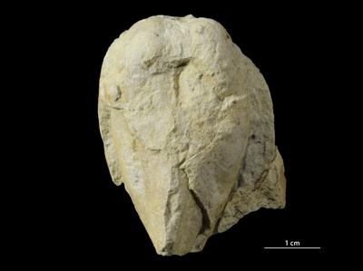 https://files.geocollections.info/large/20/a6/20a64a94-9ab3-4a49-8d1a-caced5f879c0.jpg