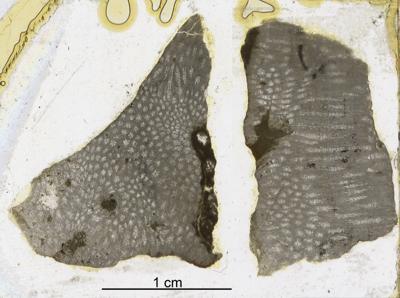 https://files.geocollections.info/large/20/d4/20d426d0-c147-4ef6-9c80-a0d99b1d3b05.jpg