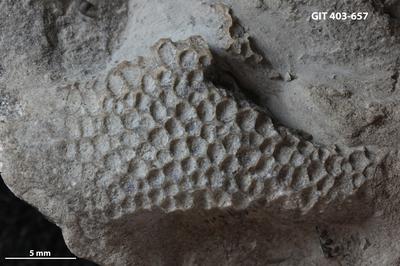 https://files.geocollections.info/large/20/e7/20e76270-110f-4adc-b650-d905aafa05fc.jpg
