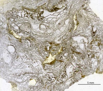 https://files.geocollections.info/large/20/f1/20f1e904-deec-452a-b129-6cb3b0bde67e.jpg