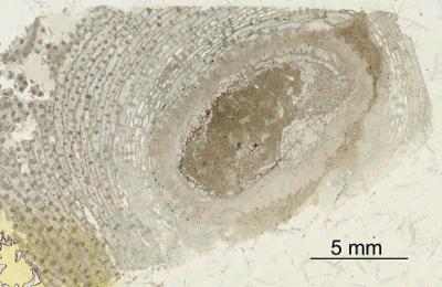 https://files.geocollections.info/large/21/13/211314d0-ce7d-4972-b469-4338d4b86499.jpg