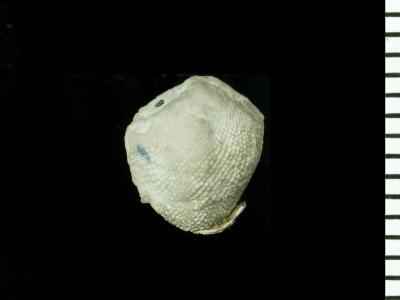 https://files.geocollections.info/large/21/42/2142c718-f26f-4e1b-9070-b031aebd087f.jpg