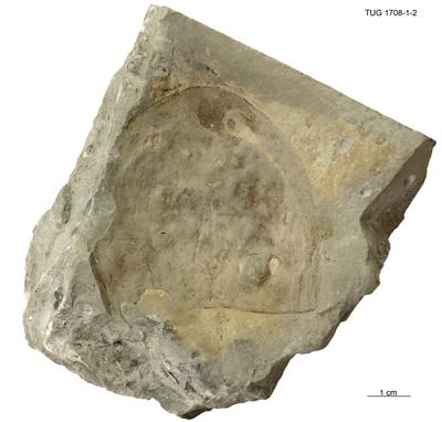 https://files.geocollections.info/large/21/43/214352b7-f574-42be-8b08-ef4bd76a9a0a.jpg