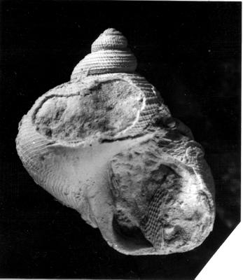 https://files.geocollections.info/large/21/4d/214d9275-3f9e-40e4-a4ad-794f8e548ed2.jpg