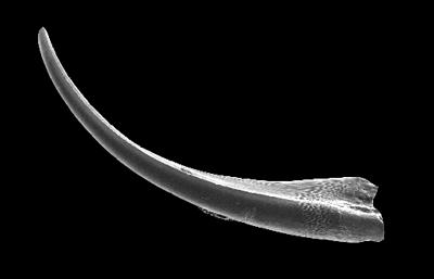 https://files.geocollections.info/large/21/61/21619b03-b792-491b-80bf-653502daaddf.jpg