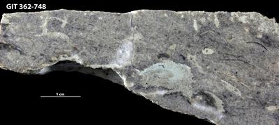 <i></i><br />Ohesaare cliff,  m, Ohesaare Stage