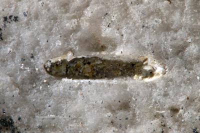 <i>Rogerella isp.</i><br />Paluküla quarry,  m, Vormsi Stage