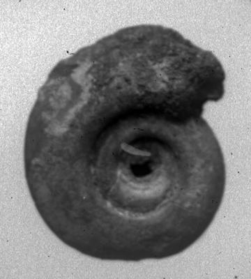 https://files.geocollections.info/large/21/90/219088a3-7ce1-4ecb-a508-902f450dfb8d.jpg