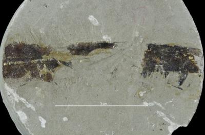 https://files.geocollections.info/large/21/db/21db45c6-c03e-43a9-a1c0-ade2bebd4696.jpg