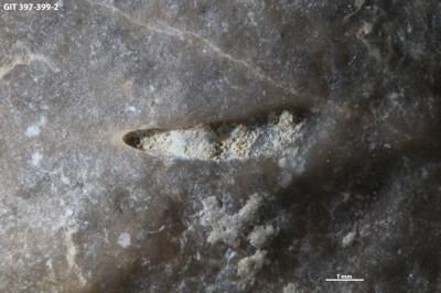 <i>Trypanites isp.</i><br />Kesselaid,  m, Adavere Stage