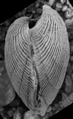 https://files.geocollections.info/large/22/07/2207eb9a-899c-4f2e-8fc7-e160a0dda99a.jpg