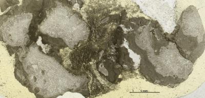 https://files.geocollections.info/large/22/8f/228fcc18-b949-480d-8462-8e96a56f092c.jpg
