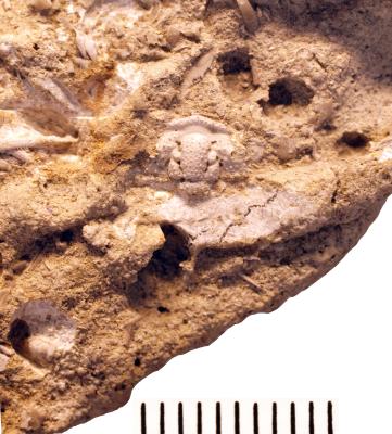 https://files.geocollections.info/large/22/a9/22a9aca8-92d4-4385-ab66-1ba646cffe78.jpg