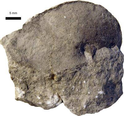 https://files.geocollections.info/large/22/f6/22f6db91-683e-4e01-9975-5f2f4dbb540f.jpg