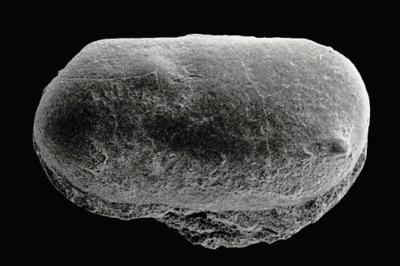 https://files.geocollections.info/large/23/1d/231dffa4-d84c-44ba-ba53-dad2d4c4947f.jpg