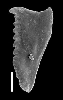 <i>Oenonites sp. A</i><br />Likenai 396 borehole, 784.01 m, Porkuni Stage