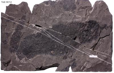 https://files.geocollections.info/large/23/3f/233f4258-86ea-4e0c-9201-3362b07a71d1.jpg