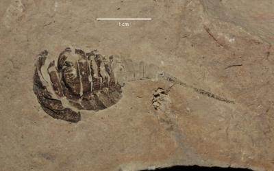 https://files.geocollections.info/large/23/69/23694dc7-cf63-4952-b3e8-7b6a65695b72.jpg