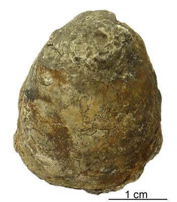 https://files.geocollections.info/large/23/71/23717b67-d133-4e6b-908e-a51e3f224c08.jpg
