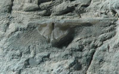 https://files.geocollections.info/large/23/88/23888188-cd36-473e-ad8e-e16a5a587ce3.jpg