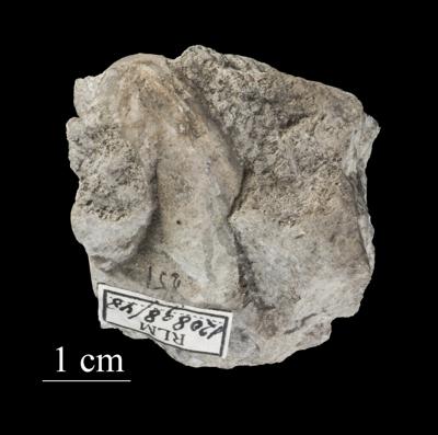 https://files.geocollections.info/large/23/90/239024f8-665a-4888-b84f-293e256819ee.jpg