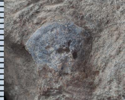https://files.geocollections.info/large/23/93/23933596-fb21-4ef7-81c0-626b76c20315.jpg