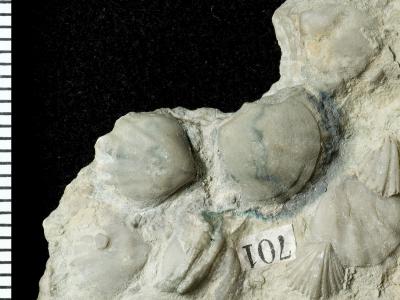 https://files.geocollections.info/large/23/96/2396ffe9-5838-4921-85f7-056ba2f8abd3.jpg