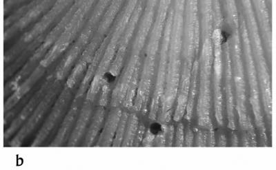 <i>Trypanites ssp.</i><br />Volkhov River outcrops,  m, Volkhov Stage