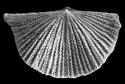 https://files.geocollections.info/large/23/e6/23e6c63c-6d25-479c-98d5-e56450ffaf26.jpg