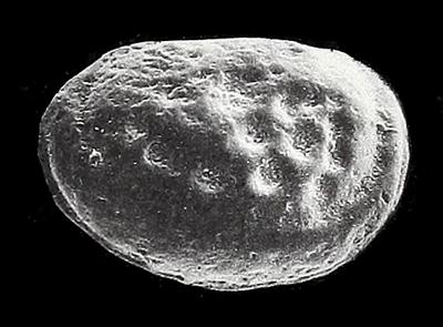 https://files.geocollections.info/large/23/f6/23f6c677-7753-4f8d-ab29-be8f35c82940.jpg