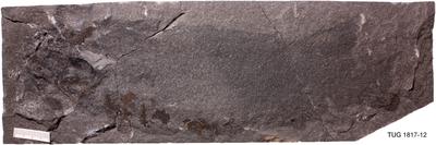 https://files.geocollections.info/large/24/59/2459158f-a1ed-481b-9674-d0643fbe7699.jpg