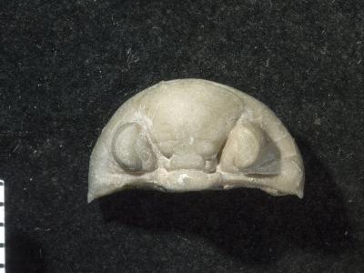 https://files.geocollections.info/large/24/7f/247f597f-a95d-49c5-a7c3-44ad0d5d3d13.jpg
