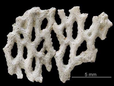 https://files.geocollections.info/large/24/8c/248cbd95-e8f2-496c-b4ed-f7c9f14ee46d.jpg