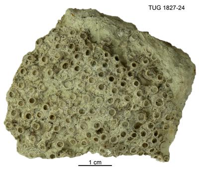 https://files.geocollections.info/large/24/b1/24b13094-1e9d-4b10-88c0-c9507d6287a7.jpg