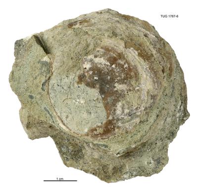 https://files.geocollections.info/large/24/c1/24c16a7c-60c4-4da1-be96-ca5b215c240e.jpg